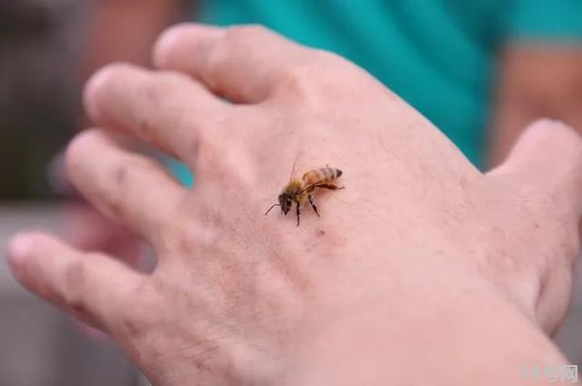常见的蜜蜂种类以及优缺点有哪些