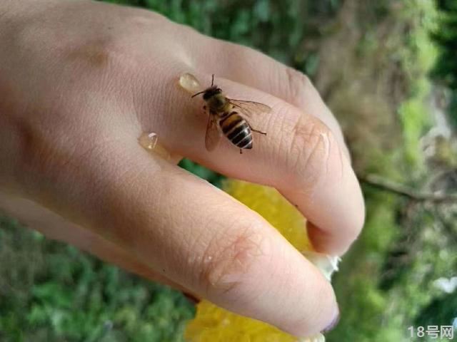 新手养蜜蜂要注意些什么