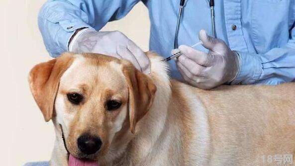 给狗狗注射宠物疫苗有什么优点？