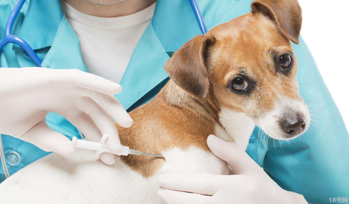 给狗狗打宠物疫苗有什么作用？