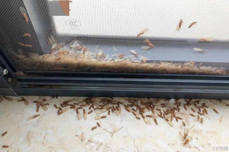 白蚁生活环境是什么