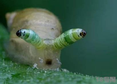 蜗牛人的真实照片