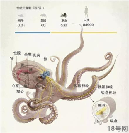 章鱼有多少个大脑