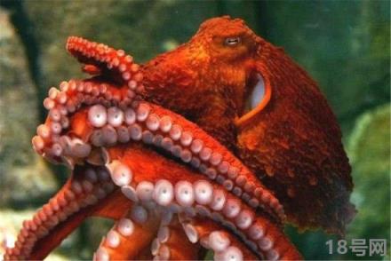 章鱼有多少个大脑