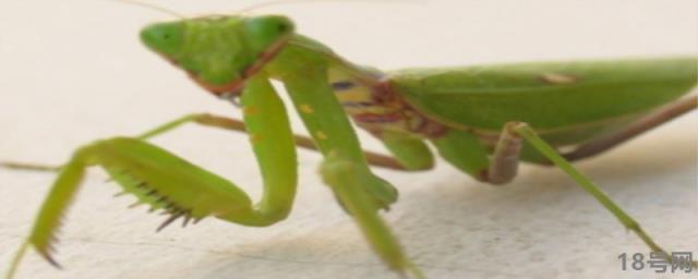 为什么母螳螂要吃公螳螂.螳螂是益虫还是害虫