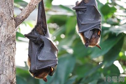 蝙蝠吃什么食物,蝙蝠怕什么气味和东西