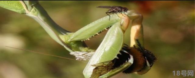 为什么母螳螂要吃公螳螂.螳螂是益虫还是害虫