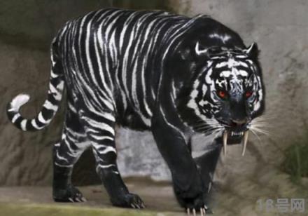 黑蓝虎灭绝了吗