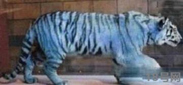 黑蓝虎灭绝了吗