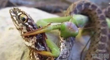 蛇为什么怕螳螂