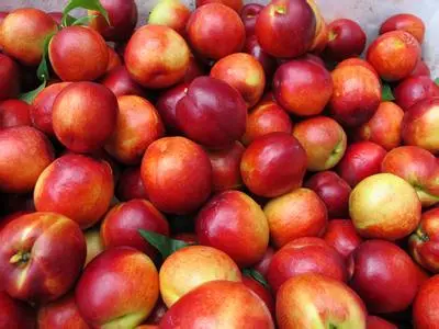 油桃的食用禁忌有哪些？油桃不能和什么一起吃