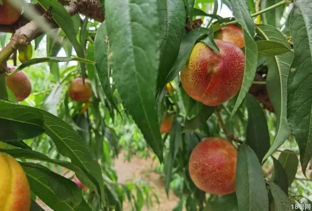油桃有什么营养价值和食用功效