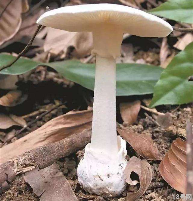 毒蘑菇类型有哪些，你都见过吗？