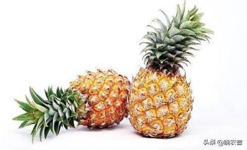 菠萝是什么季节的水果？菠萝出名产地有哪些？