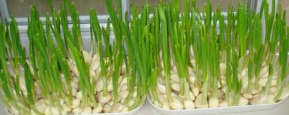 盆栽大蒜的种植方法