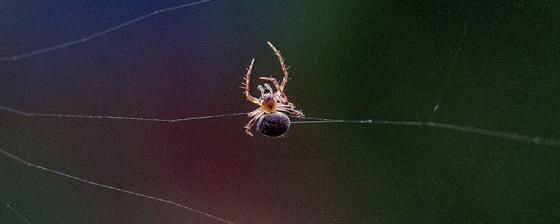 蜘蛛为什么会吐丝 蜘蛛会吐丝的原因