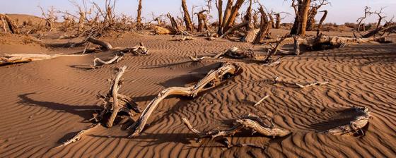 土地沙漠化的主要原因有哪些 土地沙漠化的主要原因