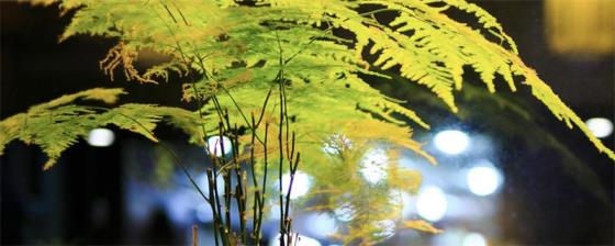 水培观音竹叶子发黄怎么办 水培观音竹叶子发黄的原因