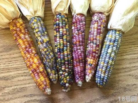 彩色玉米是转基因还是杂交3