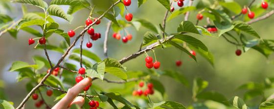 怎样防止小鸟吃樱桃 如何防止小鸟吃樱桃