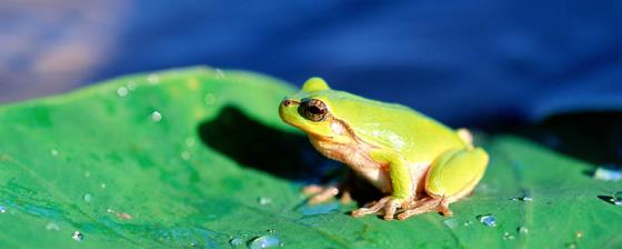 青蛙的皮肤会不会变色 青蛙的皮肤会变色吗