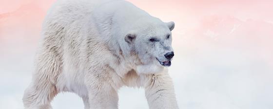 北极熊为什么没有固定的睡眠姿势 北极熊没有固定睡眠姿势的原因