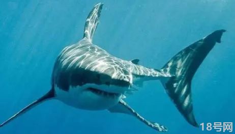 郑州海洋馆鲨鱼跑出来了2021真的假的1