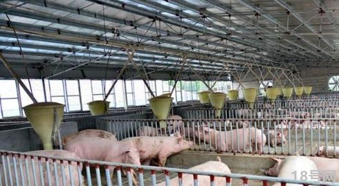 2021猪肉价格高峰或在9月前后出现真的假的2