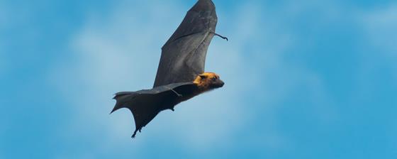 蝙蝠为什么能发出超声波 为什么蝙蝠的嘴里能发出超声波