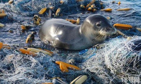 海洋上的垃圾害死了多少生物1