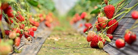 草莓冬季在外面怕冻吗 草莓冬季在外面怕不怕冻