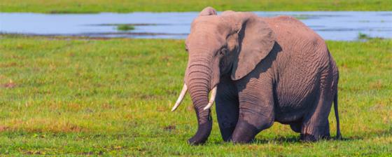 大象吃啥 为什么大象的鼻子那么长