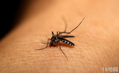 研究称蚊子睡眠不足不愿咬人真的假的3