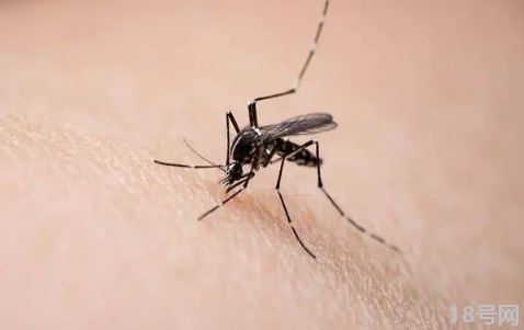 研究称蚊子睡眠不足不愿咬人真的假的2