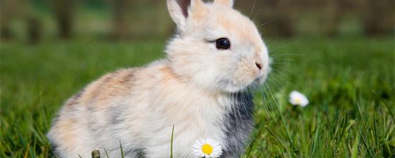 摄图网_501463923_banner_一只兔子坐在草地上（企业商用）_1.jpg