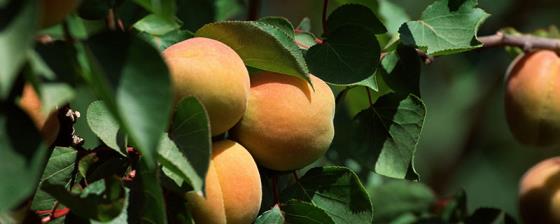 桃子放几天会软 桃子放多久会变软