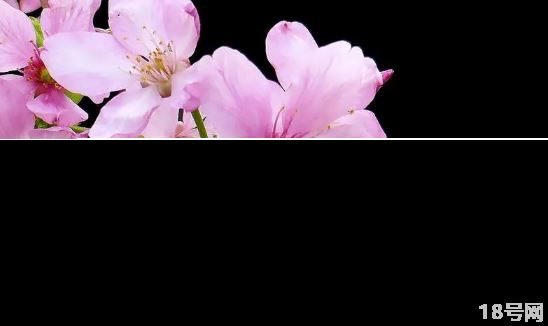 樱花盛开如何拍出漂亮的樱花照图片