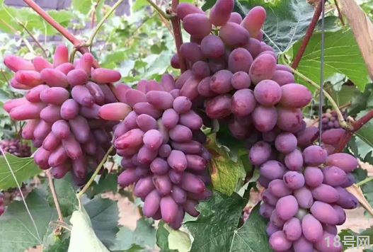 茉莉香葡萄是转基因葡萄吗3