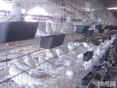 肉鸽养殖注意事项