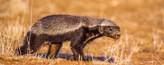 蜜獾为什么叫平头 蜜獾被称为平头哥的原因
