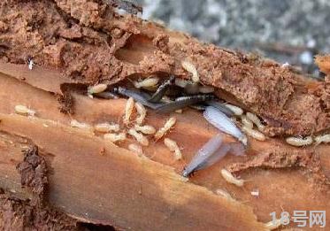 白蚁的危害有哪些