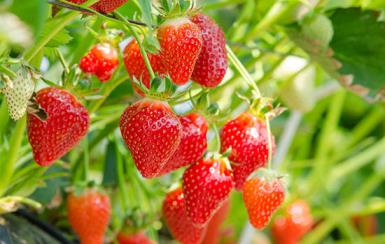 吃什么水果对皮肤好 哪些水果有利于皮肤健康
