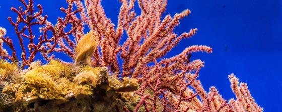 珊瑚体内有大量共生什么藻 珊瑚体内有大量共生的什么藻类