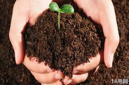 碱性土壤应该种植什么？