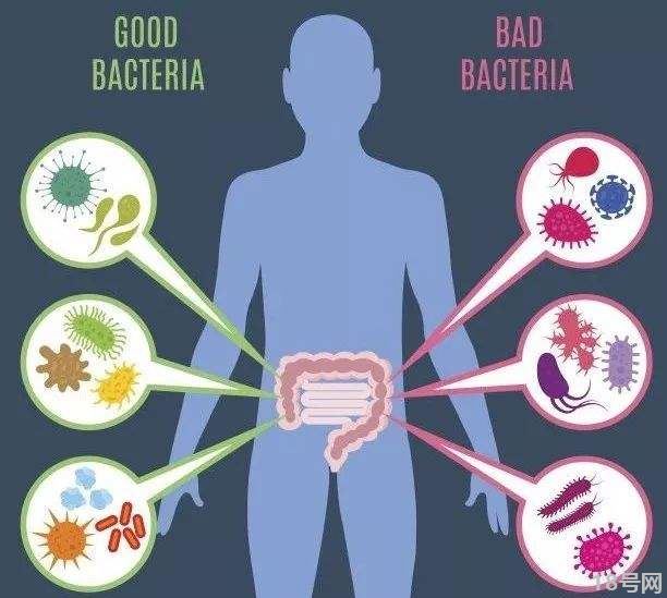 人体细菌分为哪几类