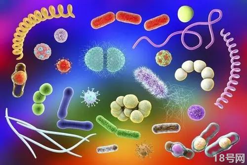 人体细菌哪些是有益的