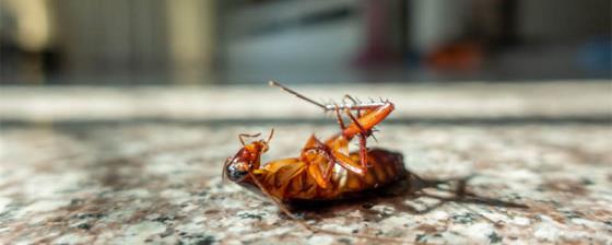 蟑螂怕什么 蟑螂怎样才能最有效灭除干净