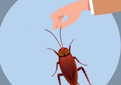 蟑螂怕什么 蟑螂害怕的因素有哪些