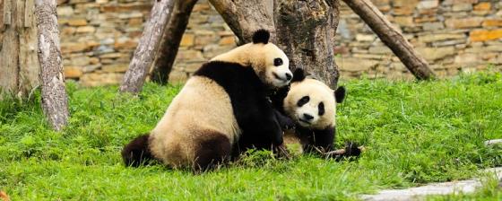 成都大熊猫繁育研究基地门票多少 成都大熊猫繁育研究基地门票多少钱