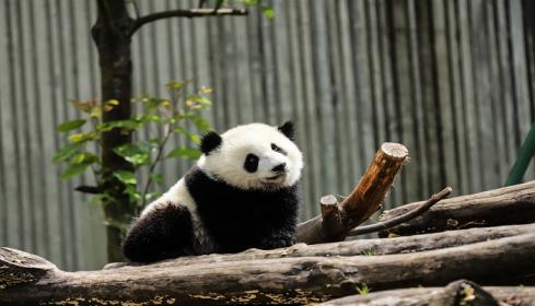 怎么去成都大熊猫繁育研究基地 成都大熊猫繁育研究基地怎么去